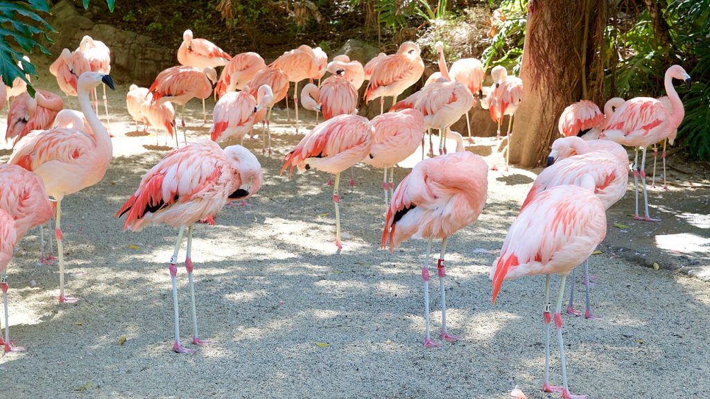 Los Angeles Zoo